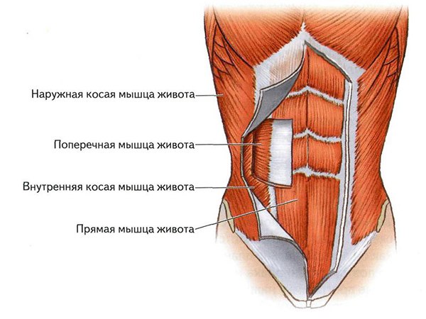 основные мышцы пресса, кора